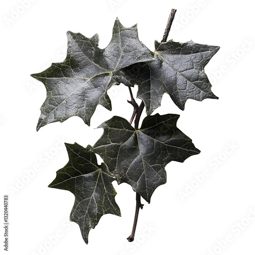 Dark Green Vine Leaves on Branch, Isolated on White Background