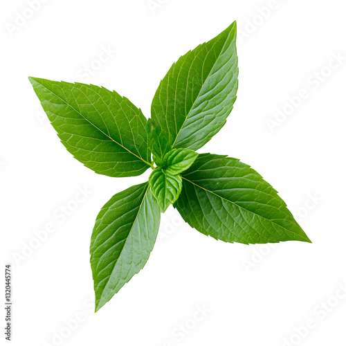 Vibrant Green Leaves Arrangement Isolated on White Background