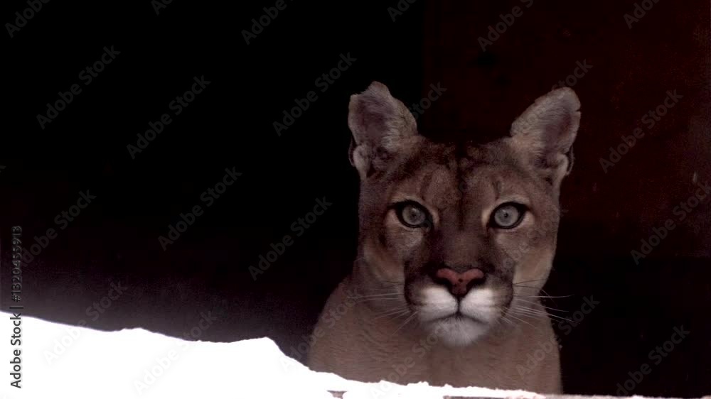Canadian cougar hunts in the winter forest showcasing its strength and beauty