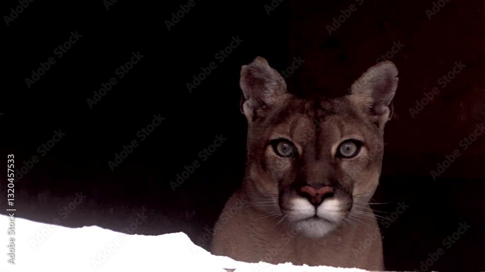 Stunning Canadian cougar prowls through the winter forest showcasing its hunting prowess