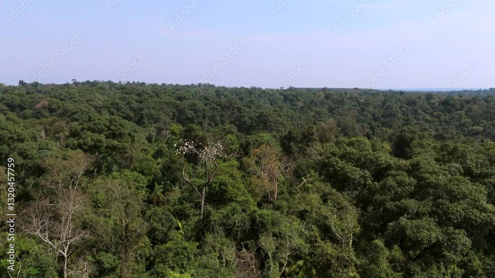Argentine native tree, Palo Rosa, Rosewood, Aspidosperma polyneuron, drone view Argentine native tree, Palo Rosa, Rosewood, Aspidosperma polyneuron, drone view