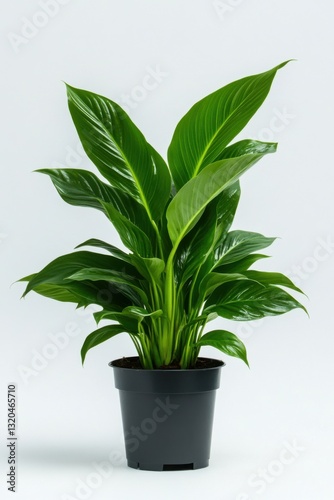 Wallpaper Mural Beautiful spathiphyllum plant in a sleek pot displayed on a clean white background for home decor inspiration Torontodigital.ca