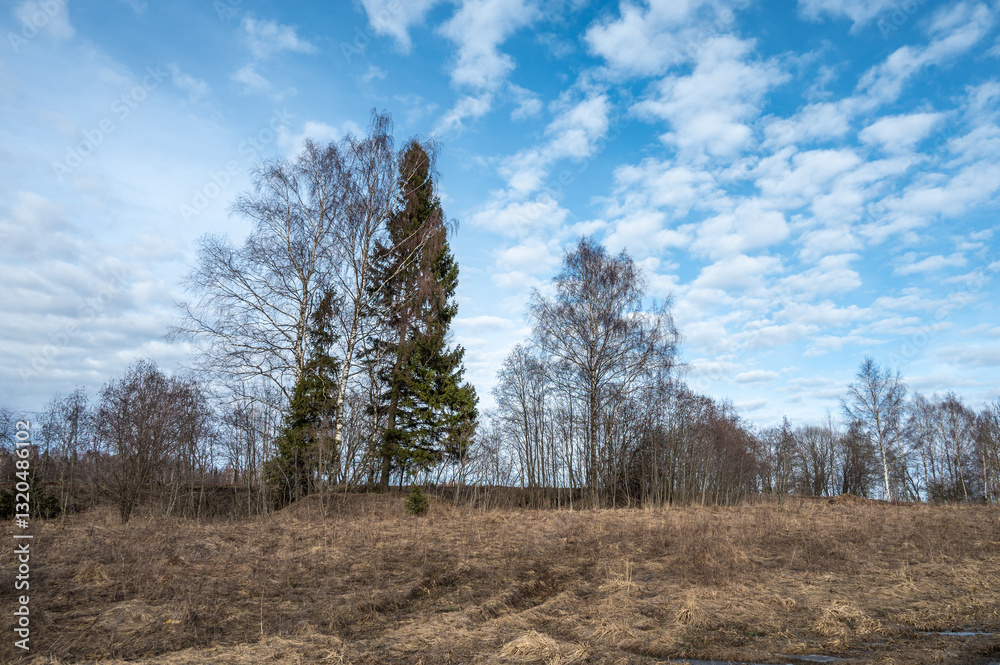 Obraz premium Bare trees and dry grass against the blue sky in early spring.