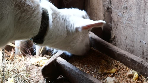 white Saanen goat grazes in the forest, eats branches and grass