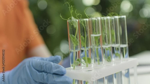 A young assistant places a test tube with a plant on a stand with other glass tubes with a blue glove. Conducting a medical experiment.
