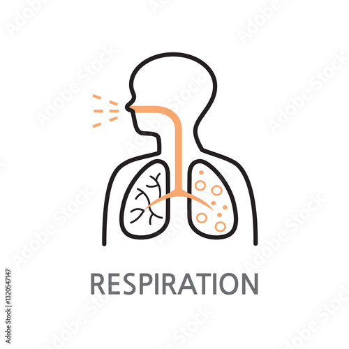 19.Respiration.Bronchial, respiratory icon. Edible bronchial, respiratory linear illustration icon on white background. EPS, PNG, JPG