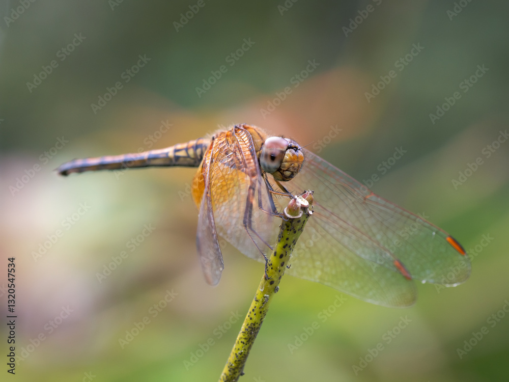 Dragonfly perched on a twig close-up Dragonfly perched on a twig close-up