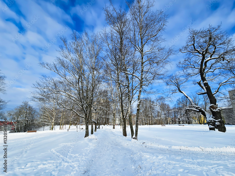Fototapeta premium Winter landscape with snow-covered trees in the Riga city park and blue sky. Latvia 