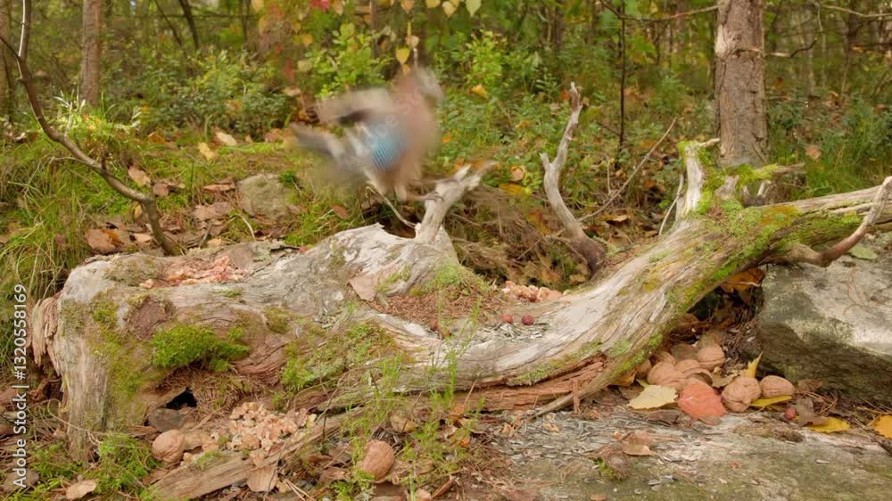 Garden multi-colored birds eating seeds, birds and seeds in forest. Garden multi-colored birds eating seeds, birds and seeds in forest.