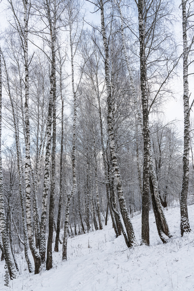 Birch grove after a snowfall on a winter cloudy day. Birch branches covered with snow. Birch grove after a snowfall on a winter cloudy day. Birch branches covered with snow.