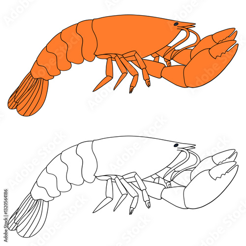 vector illustration of shrimp