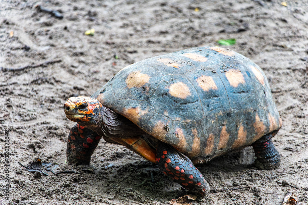 Red-footed tortoise, Chelonoidis carbonaria at Belem, Para, Brazil. Turtle species that inhabit the Amazon