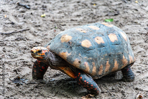 Obraz na płótnie Red-footed tortoise, Chelonoidis carbonaria at Belem, Para, Brazil. Turtle species that inhabit the Amazon w salonie