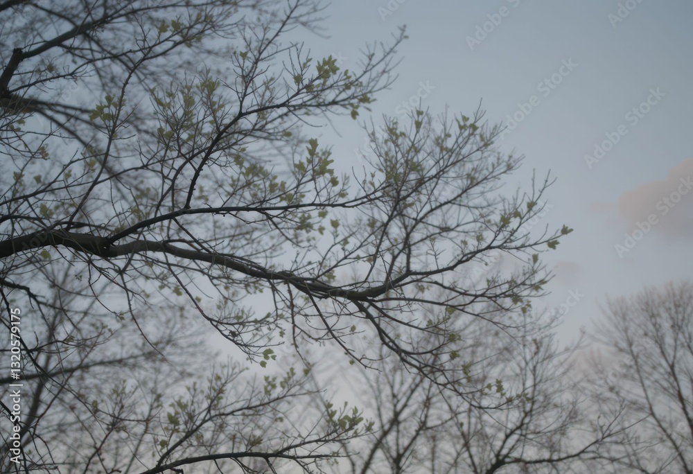 Soft Focus Branches with New Leaves Under a Calm Sky at Dusk Soft Focus Branches with New Leaves Under a Calm Sky at Dusk
