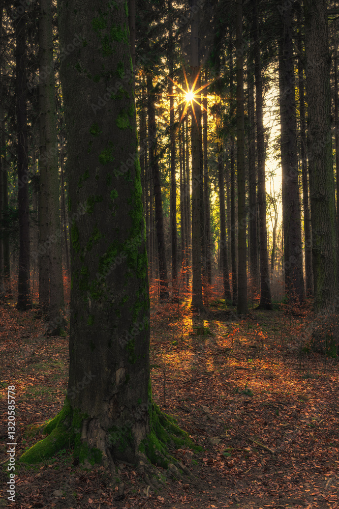 Obraz premium Forest with Sunlight. Forest with sunlight shining through trees, ideal for backgrounds, nature themes, serene themes.
