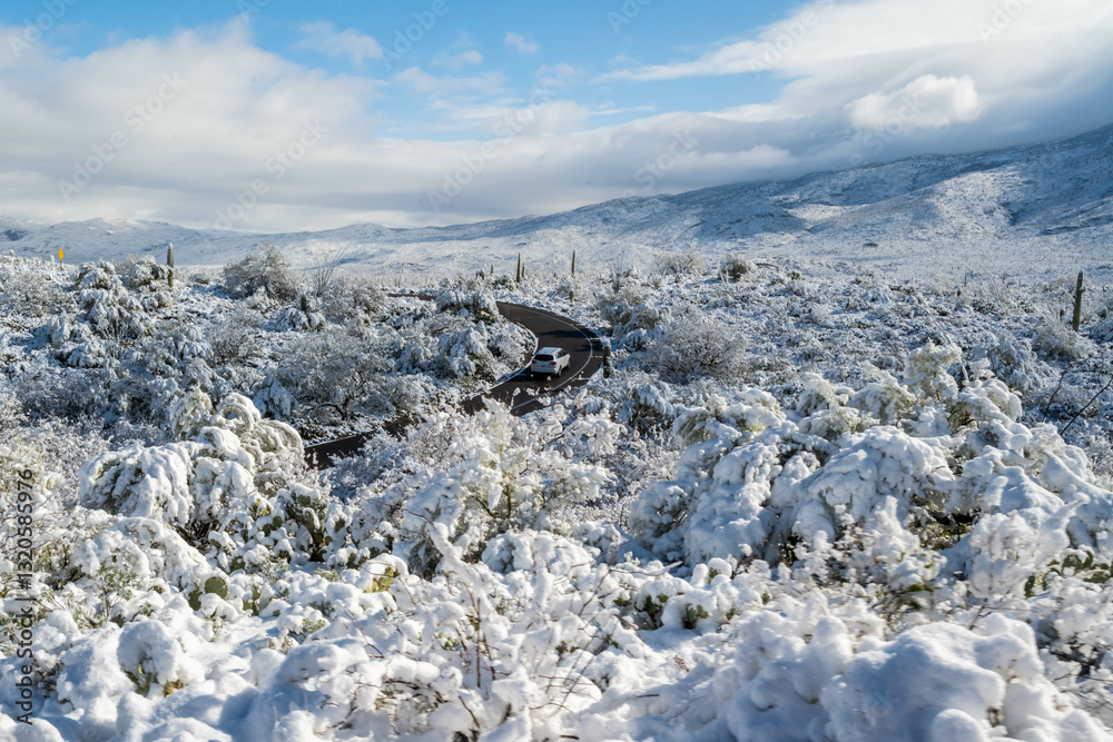 custom made wallpaper toronto digitalSnow Capped Serenity in Saguaro National Park, Arizona
