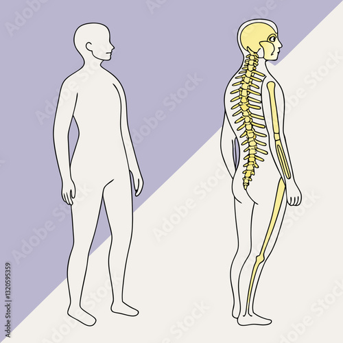 Illustrative rendition showing a human figure with an internal skeletal view