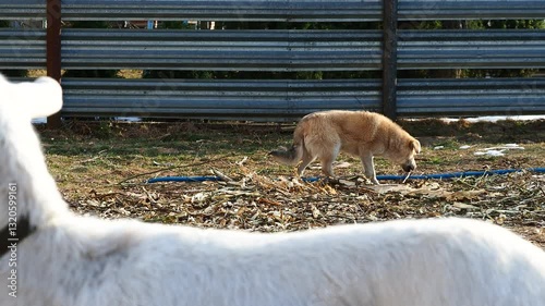 white Saanen goat grazes in the forest, eats branches and grass