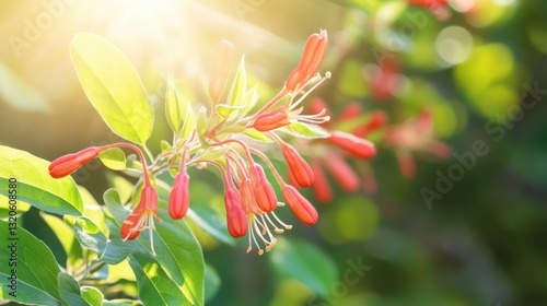 Sunlight filters through fresh green leaves, highlighting bright red honeysuckle berries in a peaceful garden. photo
