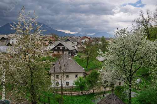 White blooming trees in the foreground with houses and mountains in the background in Radovljica, Slovenia, under a cloudy sky