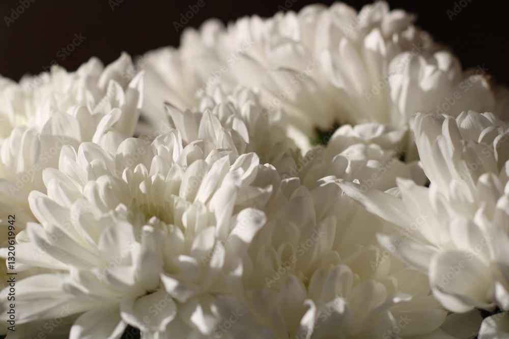 white chrysanthemum macro on a dark background, white chrysanthemum macro on a dark background,