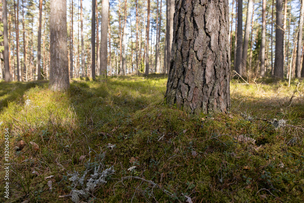 Fototapeta premium Tranquil Forest Scene with Tree Trunk and Mossy Forest Floor
