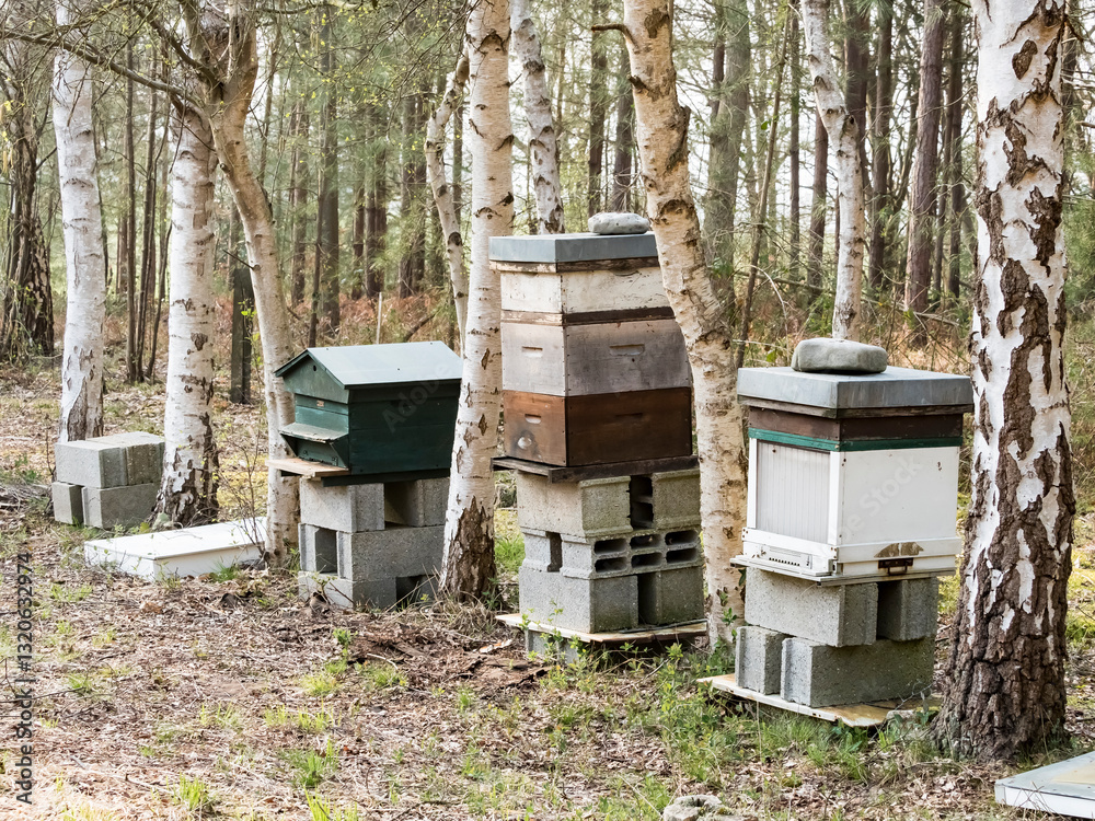 Beehives with bees in an apiary in the forest, horizontal photo Beehives with bees in an apiary in the forest, horizontal photo