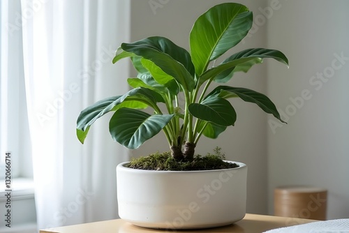 Tree in ceramic pot. Plants growing in pots or planters. beautiful natural home decorations. Interior design