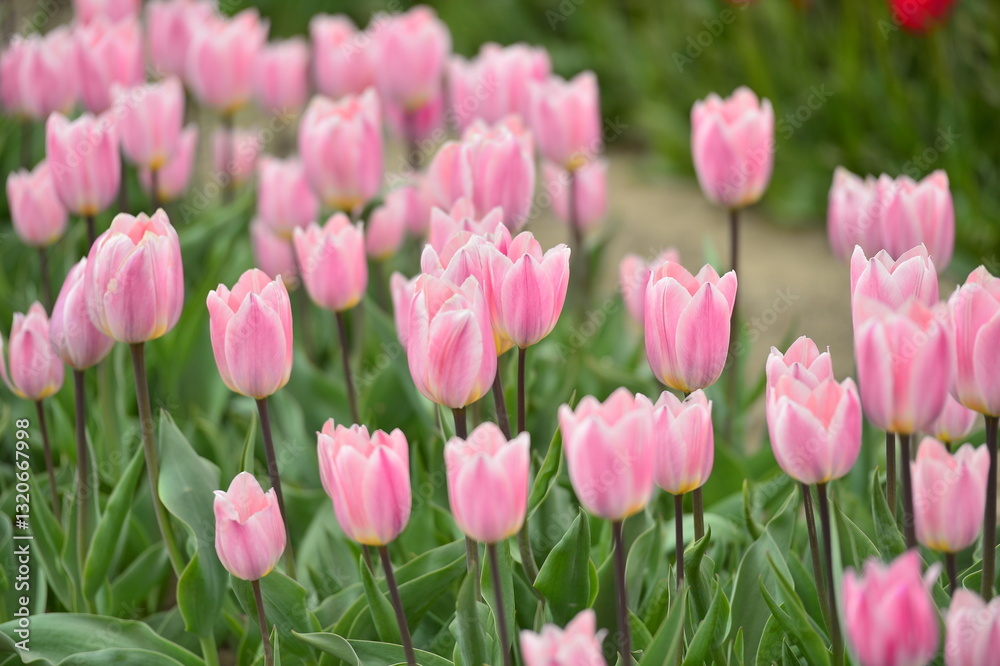 Spring blooming tulip field. Flowers tulips, Spring floral background. Spring blooming tulip field. Flowers tulips, Spring floral background.