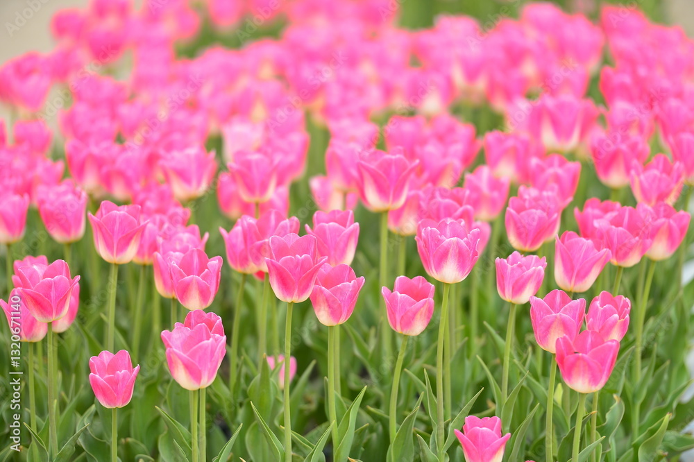 Spring blooming tulip field. Flowers tulips, Spring floral background. Spring blooming tulip field. Flowers tulips, Spring floral background.