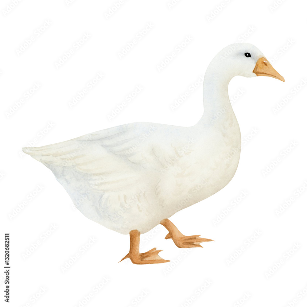 White goose watercolor isolated illustration. Poultry yard waterfowl bird in hand drawn realistic style. Cute farm clipart for kids clothing and Easter designs White goose watercolor isolated illustration. Poultry yard waterfowl bird in hand drawn realistic style. Cute farm clipart for kids clothing and Easter designs