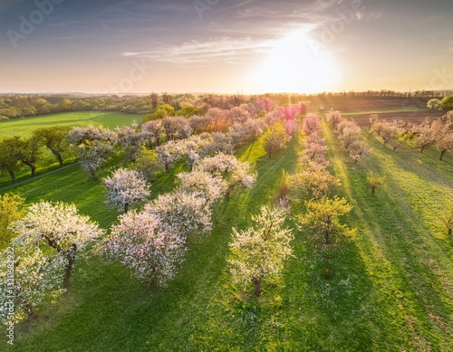 Orchard meadow with blooming trees at sunset in spring