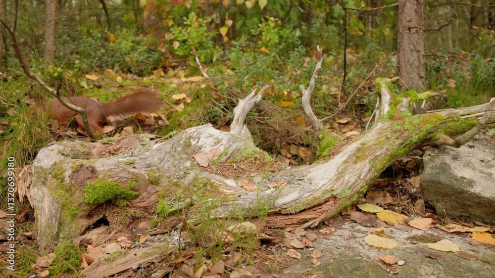 Cute hungry birds, feeding seeds, birds in forest, forest birds feeding seeds. Cute hungry birds, feeding seeds, birds in forest, forest birds feeding seeds.