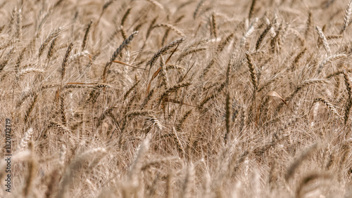 wheat spikelets pattern on the field photo