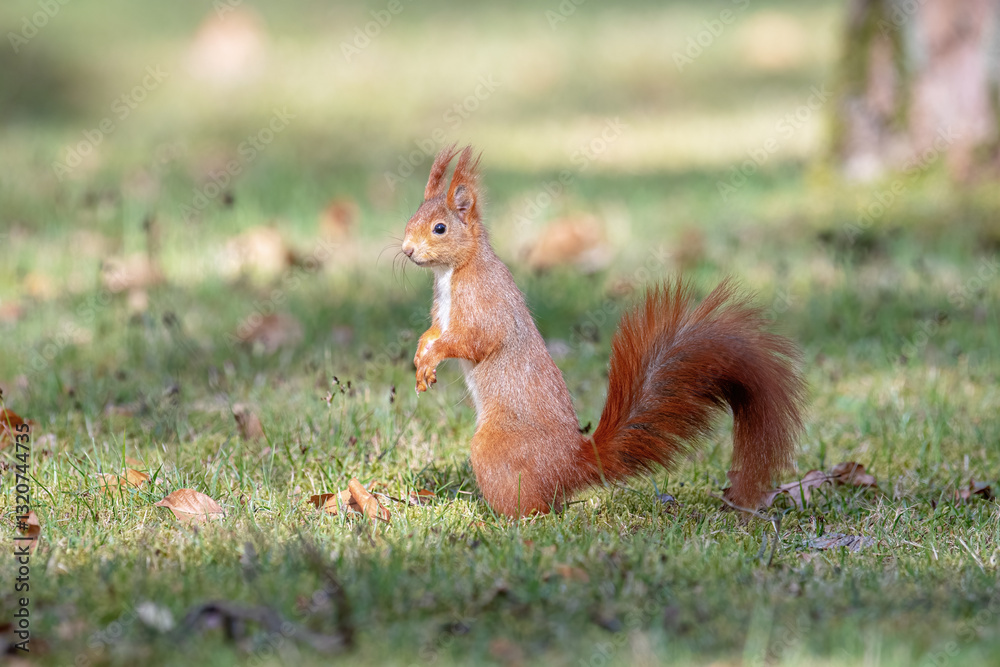 Red squirrel Sciurus vulgaris in the park. Red squirrel Sciurus vulgaris in the park.