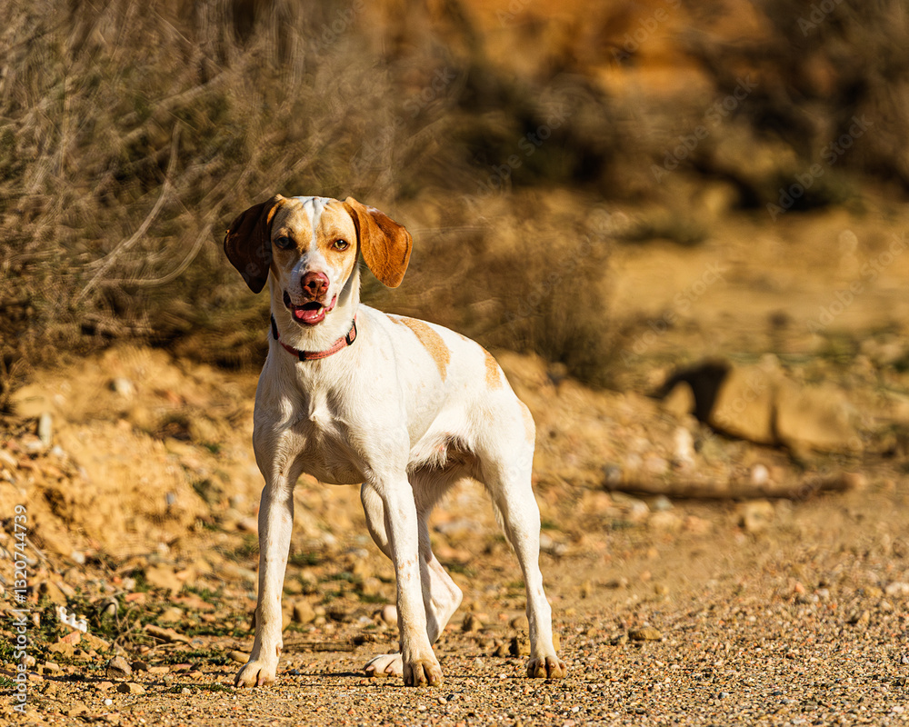 A hunting dog watching A hunting dog watching