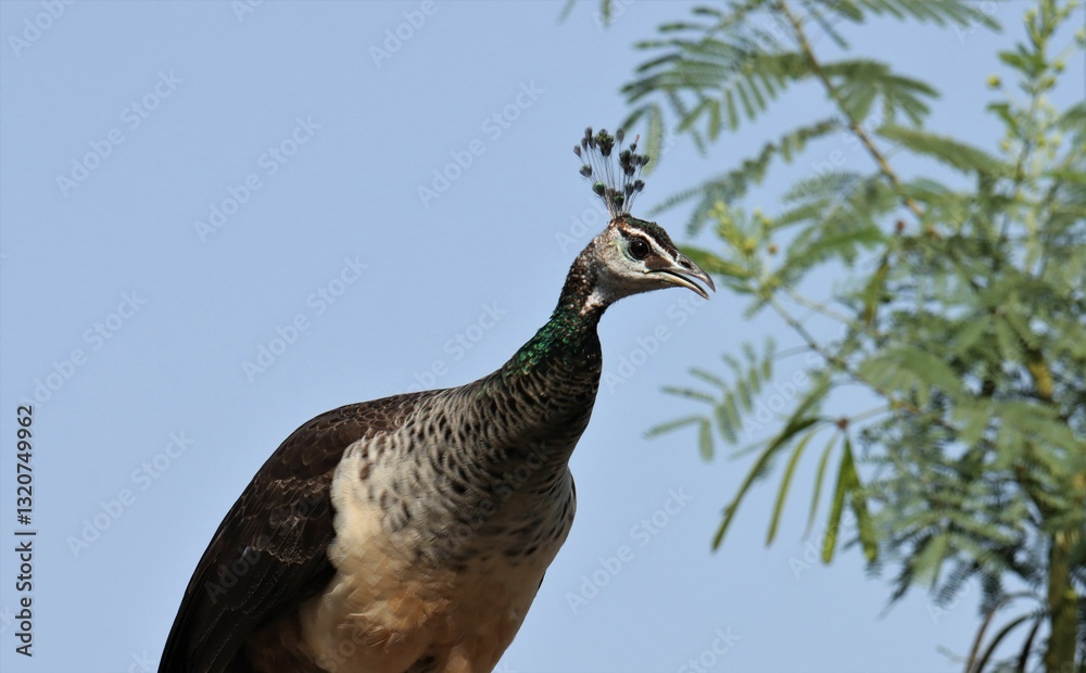Fototapeta premium Peacock with clear sky and foliage.
