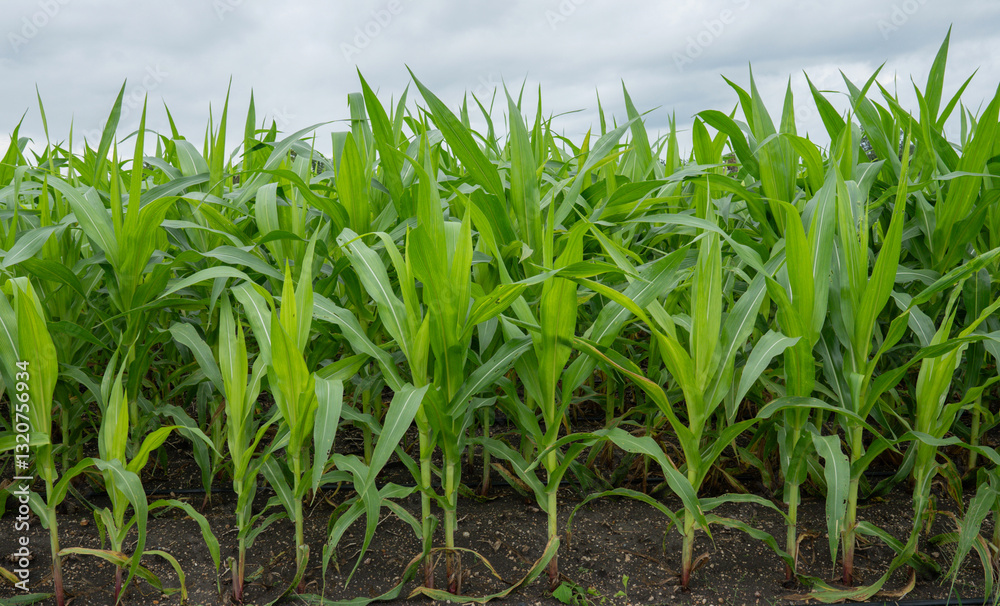 Obraz premium Green Maize Corn Field Plantation in Summer Agricultural Season. Close up of corn on the cob in a field.