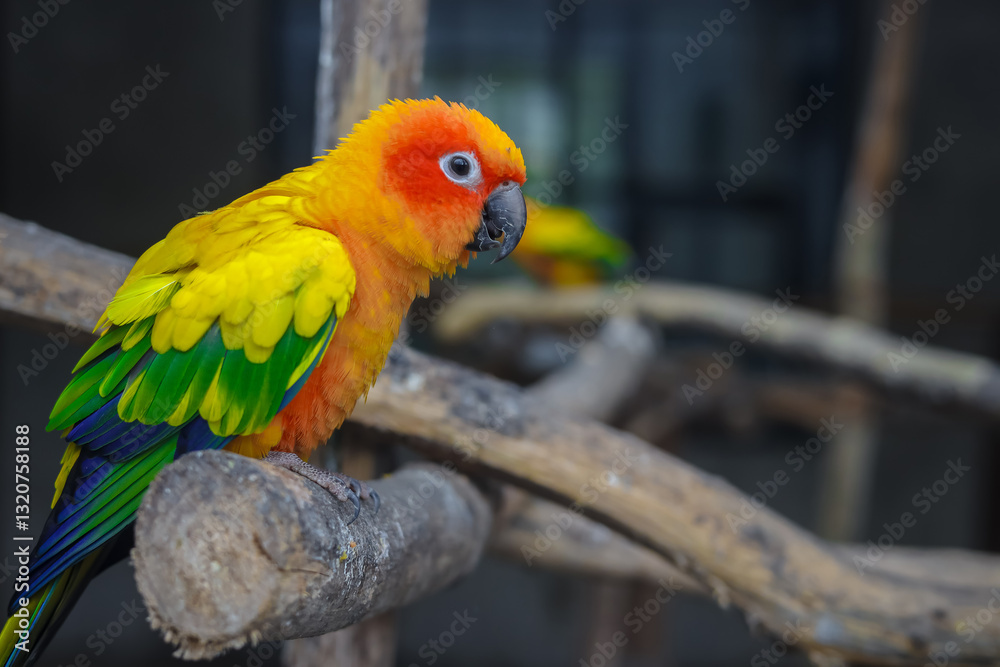 Obraz premium Cute parrot sitting on a branch