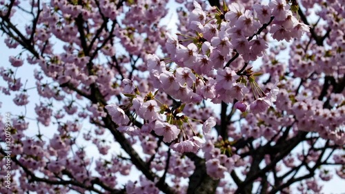 Wallpaper Mural Cherry blossoms swaying in spring breeze against clear sky Torontodigital.ca