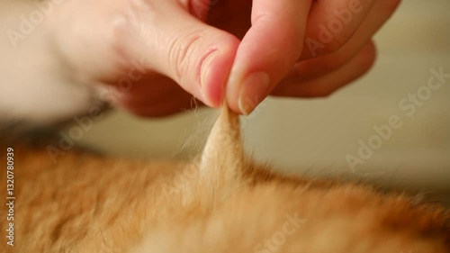 Close up of a pet owner gently removing a clump of loose fur from their shiba inu dog during molting season, highlighting the process of shedding and grooming