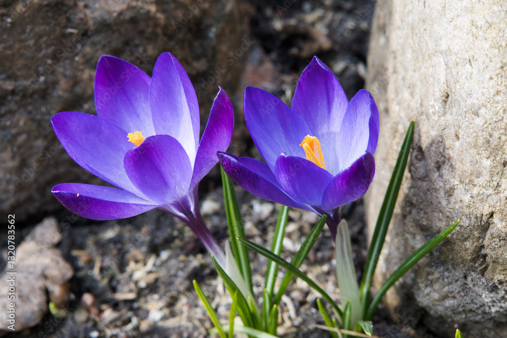 Purple crocus flowers, spring in the garden.
