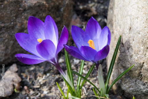 Obraz na płótnie Purple crocus flowers, spring in the garden.
w salonie