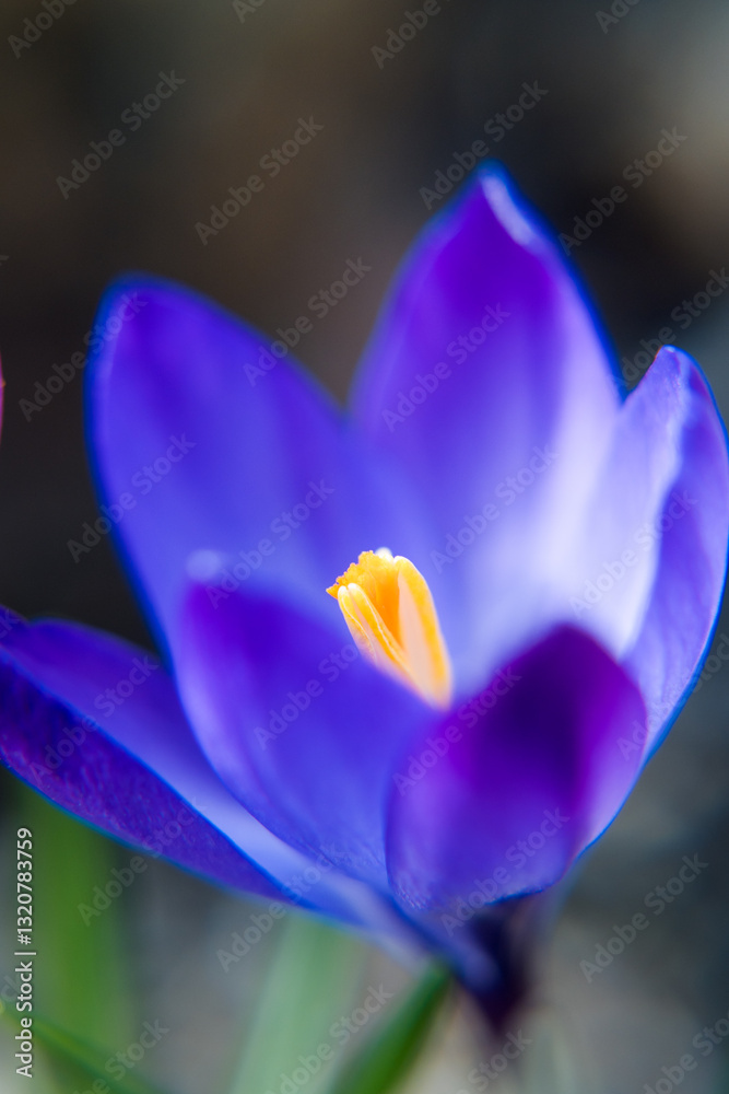 Purple crocus flowers, spring in the garden.