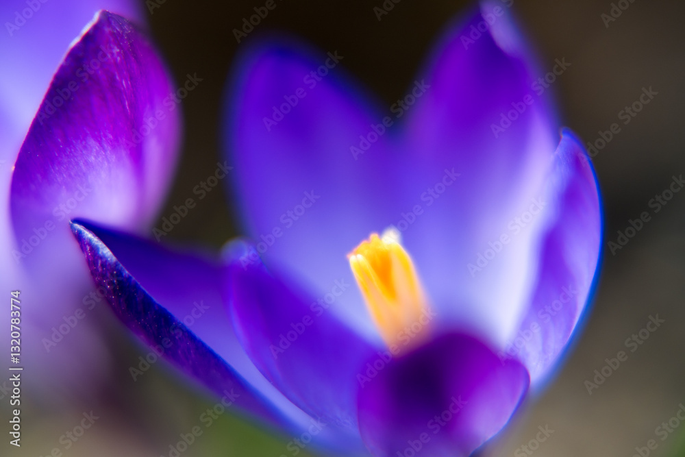 Purple crocus flowers, spring in the garden.