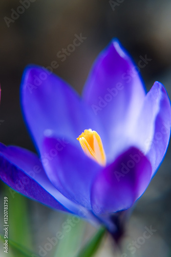 Obraz na płótnie Purple crocus flowers, spring in the garden.
w salonie