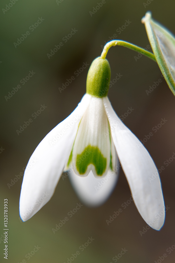 Snowdrop flower, first signs of spring.
Snowdrop flower, first signs of spring.