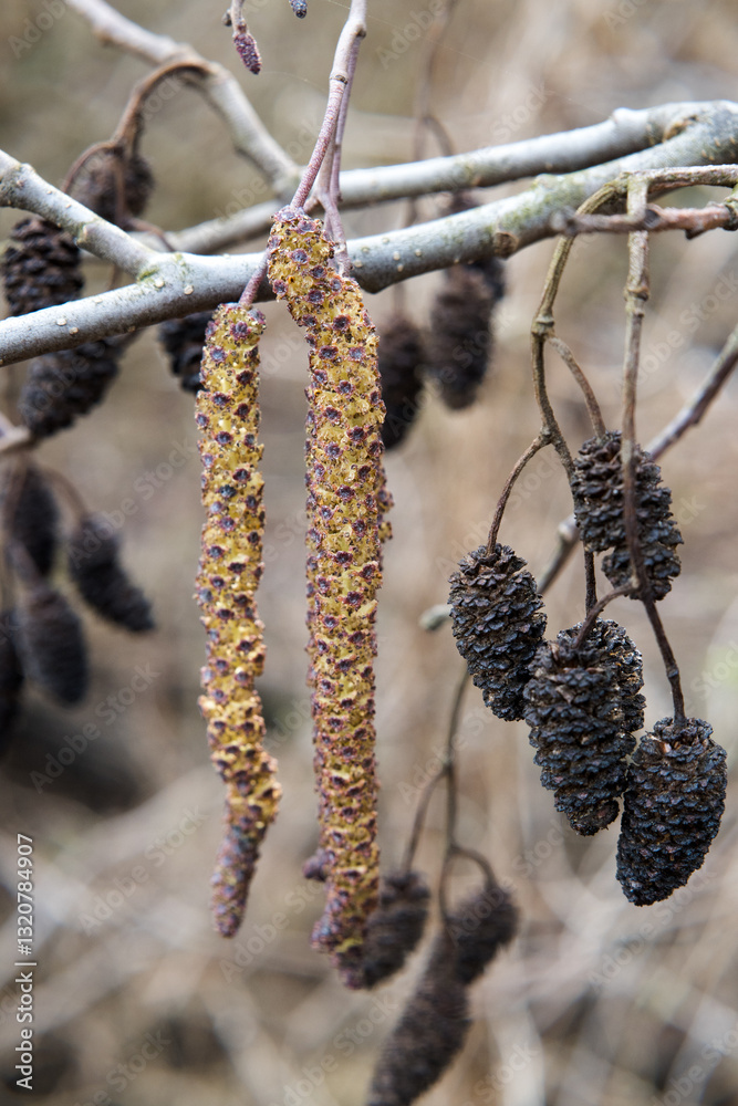 Flowers of the black alder, a tree growing in wetlands. Tree pollination season.