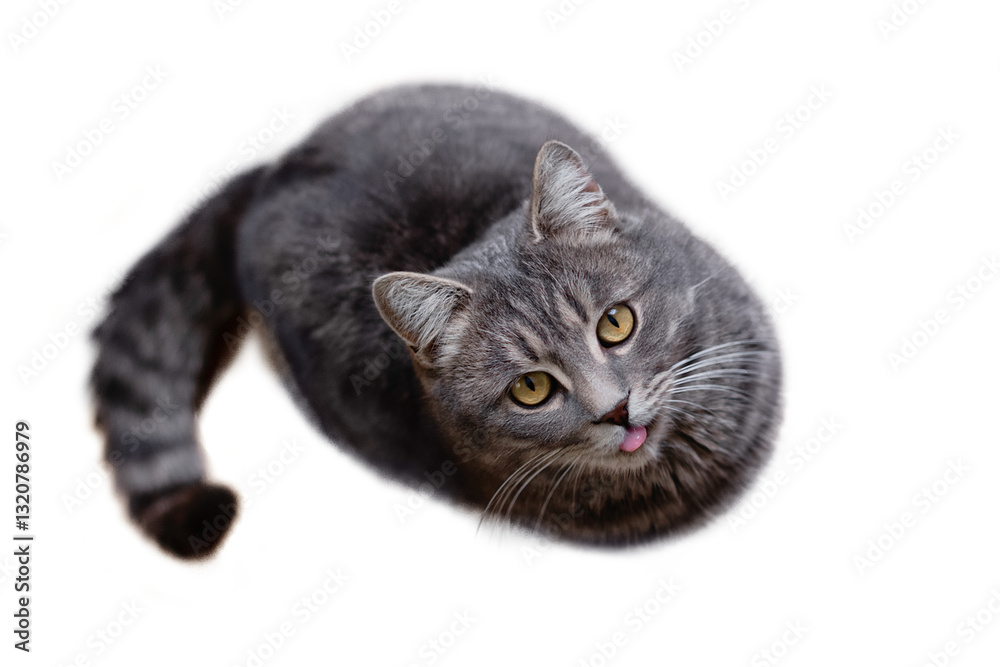 Fototapeta premium A funny gray tabby cat with his tongue hanging out looks up against a clean white background. View from above.