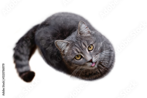 A funny gray tabby cat with his tongue hanging out looks up against a clean white background. View from above.